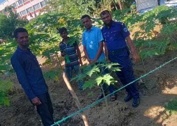 চৌদ্দগ্রাম থানা চত্বরের শোভা বর্ধনে গড়ে উঠেছে সু-সজ্জিত সবজি বাগান