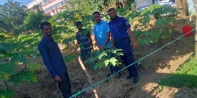 চৌদ্দগ্রাম থানা চত্বরের শোভা বর্ধনে গড়ে উঠেছে সু-সজ্জিত সবজি বাগান