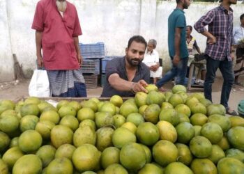 মৌসুমের শুরুতেই রংপুরের বাজার সয়লাব হয়ে গেছে হাঁড়িভাঙ্গা আম