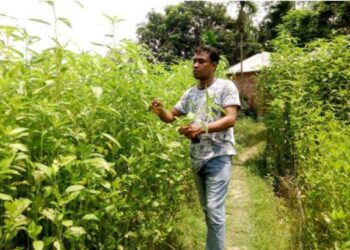 শষ্য ভান্ডার খ্যাত আত্রাইয়ে পাট চাষে আগ্রহ হারাচ্ছে কৃষক