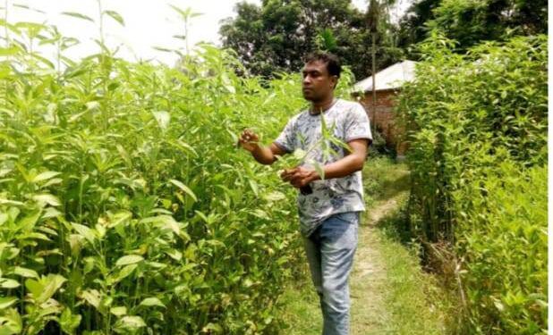 শষ্য ভান্ডার খ্যাত আত্রাইয়ে পাট চাষে আগ্রহ হারাচ্ছে কৃষক