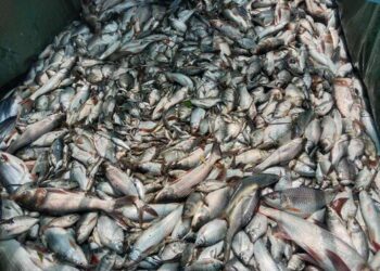 সিরাজগঞ্জে মাছের পুকুরে বিষ প্রয়োগ:১০ লক্ষ টাকার ক্ষতি