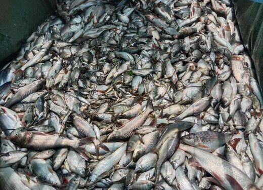 সিরাজগঞ্জে মাছের পুকুরে বিষ প্রয়োগ:১০ লক্ষ টাকার ক্ষতি