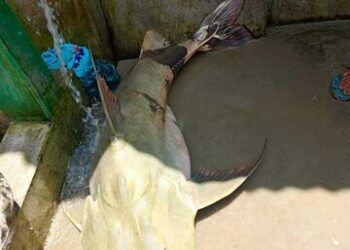 তেঁতুলিয়ায় মহানন্দা নদীতে ধরা পড়লো ৩৭কেজি ওজনের বাঘাইর মাছ