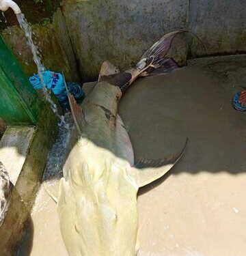 তেঁতুলিয়ায় মহানন্দা নদীতে ধরা পড়লো ৩৭কেজি ওজনের বাঘাইর মাছ