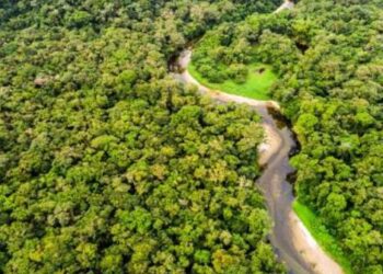 আমাজন অরণ্য:বিশ্বের সবচেয়ে বড় বন