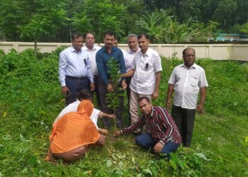 শোক দিবসে গ্রামীণ ব্যাংকের উদ্যোগে পটুয়াখালীতে ৭হাজার চারা রোপন