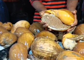 কুয়াকাটায় ফিস ফ্রাইয়ের দোকানে দেখা মিললো বিলুপ্ত প্রজাতির মেলো শামুক