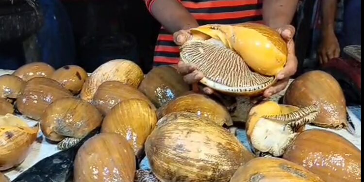 কুয়াকাটায় ফিস ফ্রাইয়ের দোকানে দেখা মিললো বিলুপ্ত প্রজাতির মেলো শামুক