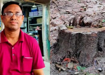 বেলকুচিতে ইউপি সদস্যের বিরুদ্ধে স্কুলের গাছ কাটার অভিযোগ