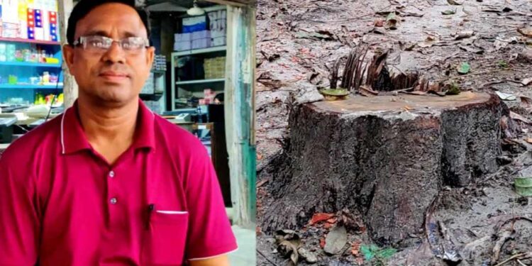 বেলকুচিতে ইউপি সদস্যের বিরুদ্ধে স্কুলের গাছ কাটার অভিযোগ