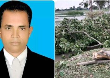 বেলকুচিতে সরকারি গাছ কেটে বিক্রি করলেন ইউপি সদস্য , প্রতিবাদ দিয়ে ধামাচাপার চেষ্টা