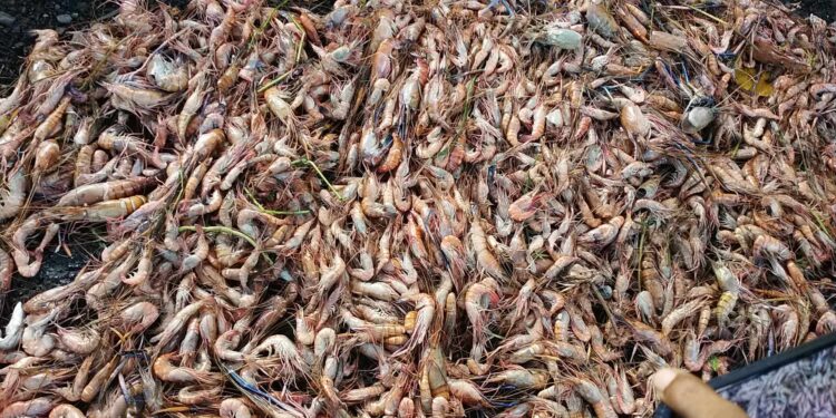 বাগেরহাটের চিতলমারীতে চিংড়ি ঘেরে বিষ দিয়ে ২০ লাখ টাকার মাছ নিধণ