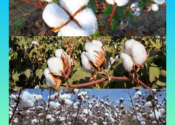 যশোর জোনের আওতায় ৩ হাজার ৪০০ হেক্টর জমিতে তুলার চাষ
