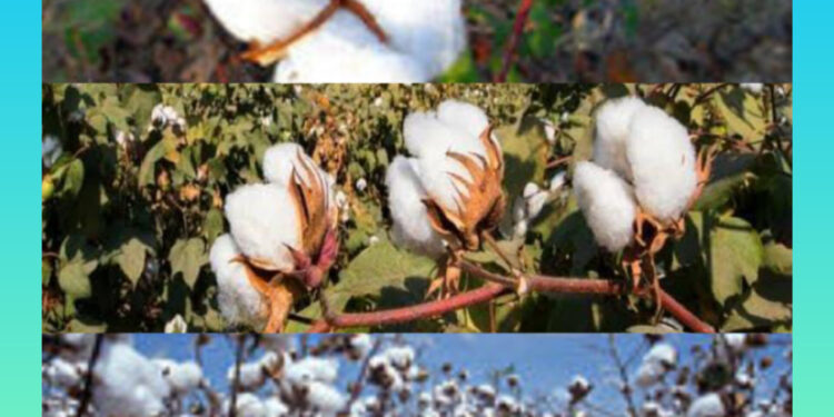 যশোর জোনের আওতায় ৩ হাজার ৪০০ হেক্টর জমিতে তুলার চাষ