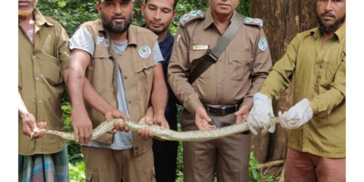 কাপ্তাইয়ে জাতীয় উদ্যানের অজগর সাপ অবমুক্ত