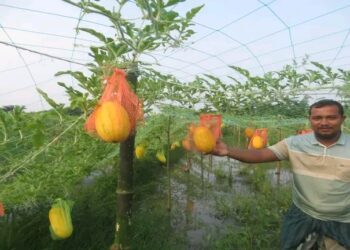বর্ষাকালীন তরমুজ চাষে মনপুরার চাষী সাইফুলের সাফল্য