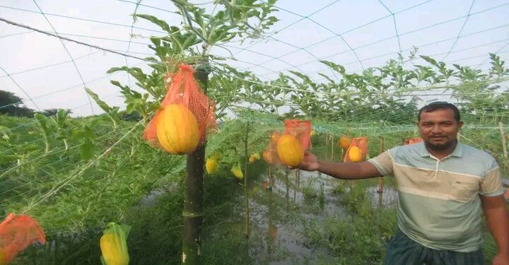 বর্ষাকালীন তরমুজ চাষে মনপুরার চাষী সাইফুলের সাফল্য