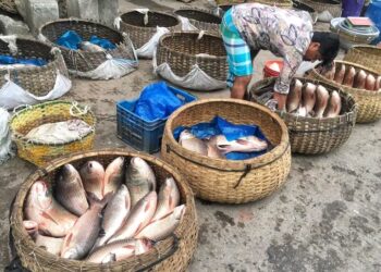 ইলিশ শিকারে নিষেধাজ্ঞার প্রভাব, ভোলায় ৩৫০ টাকা পর্যন্ত বেড়েছে দেশীয় মাছের দাম