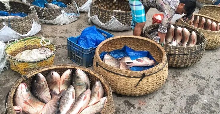 ইলিশ শিকারে নিষেধাজ্ঞার প্রভাব, ভোলায় ৩৫০ টাকা পর্যন্ত বেড়েছে দেশীয় মাছের দাম