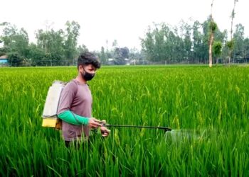 সোনালী স্বপ্নে বিভোর হয়ে ভোলায় আমন ধানের পরিচর্যায় ব্যস্ত কৃষক
