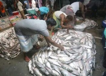 ভোলায় জেলেদের জালে ঝাঁকে ঝাঁকে ইলিশ, নিষেধাজ্ঞা পেছানোর দাবি