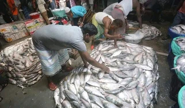 ভোলায় জেলেদের জালে ঝাঁকে ঝাঁকে ইলিশ, নিষেধাজ্ঞা পেছানোর দাবি