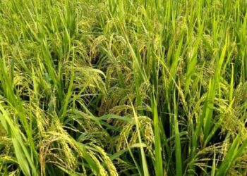 প্রণোদনা দিয়েও ভোলায় আউশের আবাদে ফলন কম হওয়ায় হতাশ কৃষক