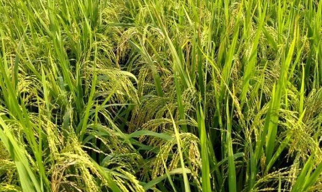 প্রণোদনা দিয়েও ভোলায় আউশের আবাদে ফলন কম হওয়ায় হতাশ কৃষক