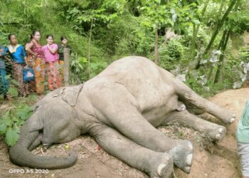 কাপ্তাইয়ে মিলল বন্য মেয়েলি হাতি মৃতদেহ