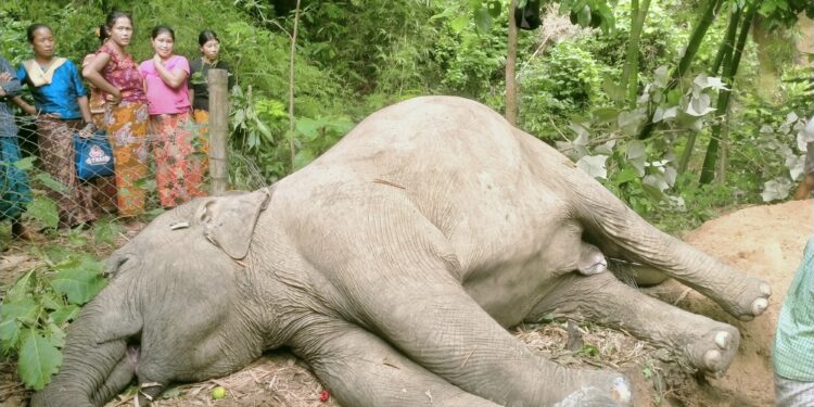 কাপ্তাইয়ে মিলল বন্য মেয়েলি হাতি মৃতদেহ