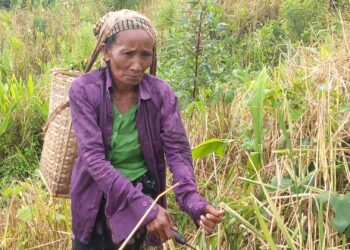 কাপ্তাইয়ে জুমের ধানে হাসি নেই চাষির মুখে