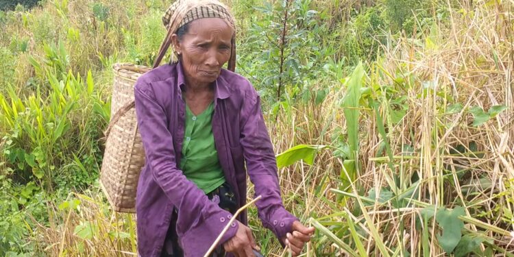 কাপ্তাইয়ে জুমের ধানে হাসি নেই চাষির মুখে