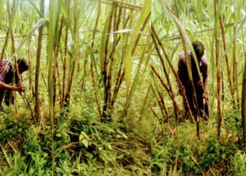 বাঁশখালীতে বাড়ছে আখ চাষ