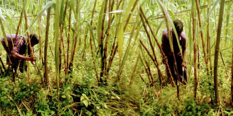 বাঁশখালীতে বাড়ছে আখ চাষ