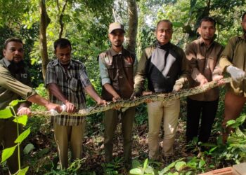 কাপ্তাইয়ে জাতীয় উদ্যানে ১১ ফুট দৈঘ্যের অজগর সাপ অবমুক্ত