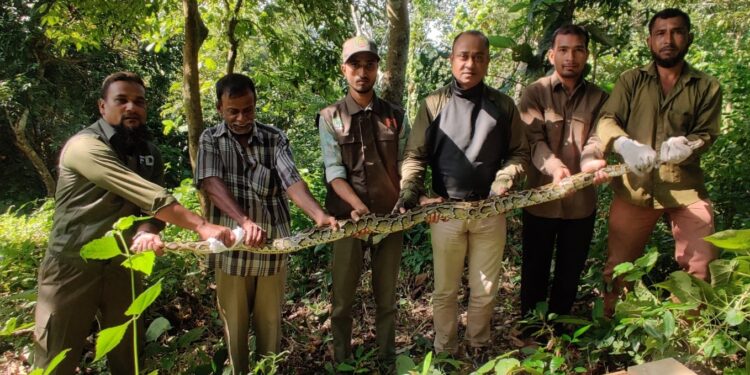 কাপ্তাইয়ে জাতীয় উদ্যানে ১১ ফুট দৈঘ্যের অজগর সাপ অবমুক্ত