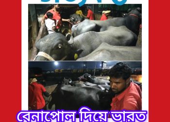 বেনাপোল দিয়ে ভারত থেকে ১৪০ মহিষ আমদানি