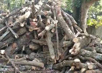 ইটভাটায় পুড়ছে বনের কাঠ যোগান দিতে বন উজারে প্রস্তুত কাঠ পাচারকারী সিন্ডিকেট-প্রশাসনের হস্তক্ষে চায় পরিবেশবাদীরা