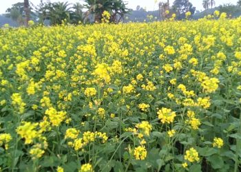 মাঠের পর মাঠ জুড়ে হলুদের সমারোহ : শার্শায় বৃদ্ধি পেয়েছে সরিষার আবাদ 