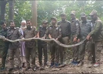 কাপ্তাই জাতীয় উদ্যানে সাড়ে ২০ কেজি ওজনের অজগর সাপ অবমুক্ত