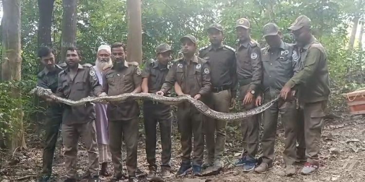 কাপ্তাই জাতীয় উদ্যানে সাড়ে ২০ কেজি ওজনের অজগর সাপ অবমুক্ত