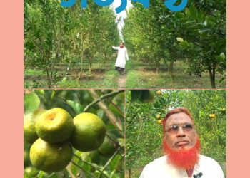 দার্জিলিং জাতের কমলা চাষ করে সফল সাতক্ষীরার শিক্ষক সামছুজ্জামান
