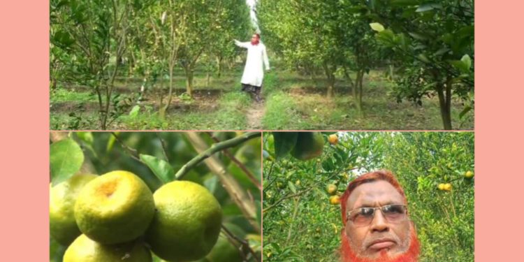 দার্জিলিং জাতের কমলা চাষ করে সফল সাতক্ষীরার শিক্ষক সামছুজ্জামান
