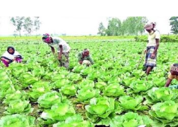 ভোলায় শীতের সবজির বাম্পার ফলনে  চাষীদের সন্তোষ