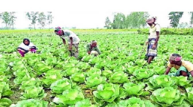 ভোলায় শীতের সবজির বাম্পার ফলনে  চাষীদের সন্তোষ