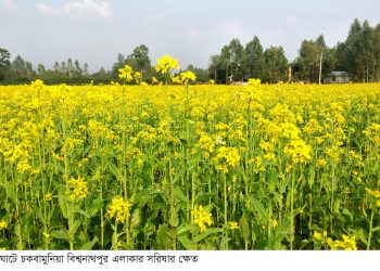 ঘোড়াঘাটে বেড়েছে সরিষার আবাদ 