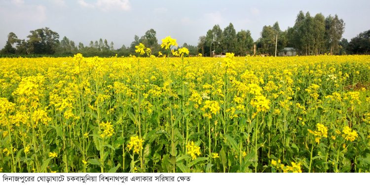ঘোড়াঘাটে বেড়েছে সরিষার আবাদ