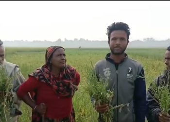 রাজশাহীর বাগবারায় কাঁচা সরিষার ক্ষেত কেটে নষ্ট করার অভিযোগ