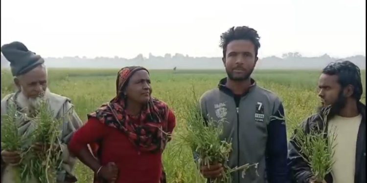 রাজশাহীর বাগবারায় কাঁচা সরিষার ক্ষেত কেটে নষ্ট করার অভিযোগ